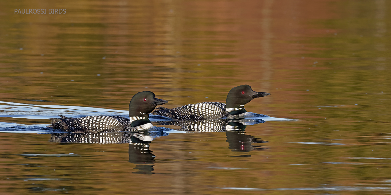 This image has an empty alt attribute; its file name is common-loons-in-spring-color.jpg